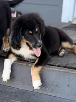 Red collar , a male Miniature Australian Shepherd for sale in Hilliard, FL – 3 of 10