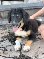 Red collar , a male Miniature Australian Shepherd for sale in Hilliard, FL – 6 of 10