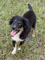 Red collar , a male Miniature Australian Shepherd for sale in Hilliard, FL – 1 of 10