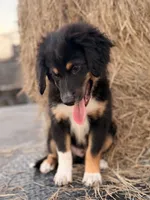 Red collar , a male Miniature Australian Shepherd for sale in Hilliard, FL – 5 of 10