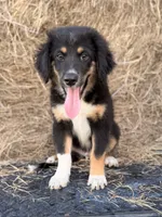 Red collar , a male Miniature Australian Shepherd for sale in Hilliard, FL – 4 of 10