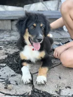 Red collar , a male Miniature Australian Shepherd for sale in Hilliard, FL – 8 of 10