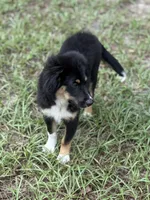 Red collar , a male Miniature Australian Shepherd for sale in Hilliard, FL – 9 of 10