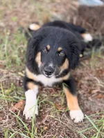 Red collar , a male Miniature Australian Shepherd for sale in Hilliard, FL – 10 of 10