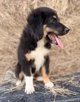 Red collar , a male Miniature Australian Shepherd for sale in Hilliard, FL – 7 of 10