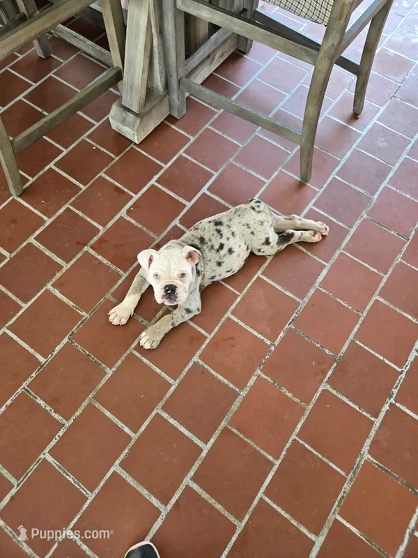 Cloud – English Bulldog puppy for sale in Gadsden, AL