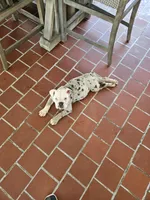 Cloud, a female English Bulldog for sale in Gadsden, AL – 1 of 2