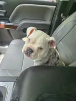 Cloud, a female English Bulldog for sale in Gadsden, AL – 2 of 2