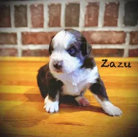 Zazu, a male Australian Shepherd for sale in Blythewood, SC – Photo 2 of 4