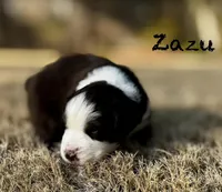 Zazu, a male Australian Shepherd for sale in Blythewood, SC – Photo 1 of 4