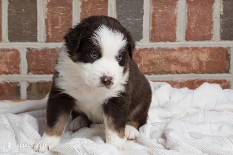 Zazu – Australian Shepherd puppy for sale in Blythewood, SC