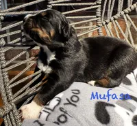 Mufasa, a male Australian Shepherd for sale in Blythewood, SC – Photo 5 of 7
