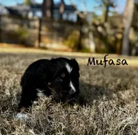 Mufasa, a male Australian Shepherd for sale in Blythewood, SC – Photo 3 of 7