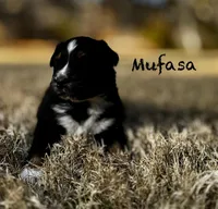 Mufasa, a male Australian Shepherd for sale in Blythewood, SC – Photo 2 of 7
