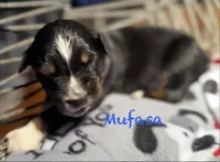 Mufasa, a male Australian Shepherd for sale in Blythewood, SC – Photo 4 of 7