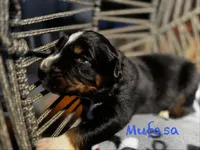 Mufasa, a male Australian Shepherd for sale in Blythewood, SC – Photo 6 of 7