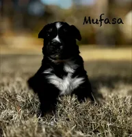 Mufasa, a male Australian Shepherd for sale in Blythewood, SC – Photo 7 of 7