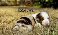 Rafiki, a male Australian Shepherd for sale in Blythewood, SC – Photo 3 of 5