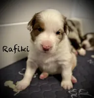 Rafiki, a male Australian Shepherd for sale in Blythewood, SC – Photo 2 of 5