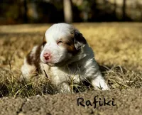 Rafiki, a male Australian Shepherd for sale in Blythewood, SC – Photo 4 of 5