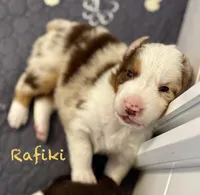 Rafiki, a male Australian Shepherd for sale in Blythewood, SC – Photo 1 of 5