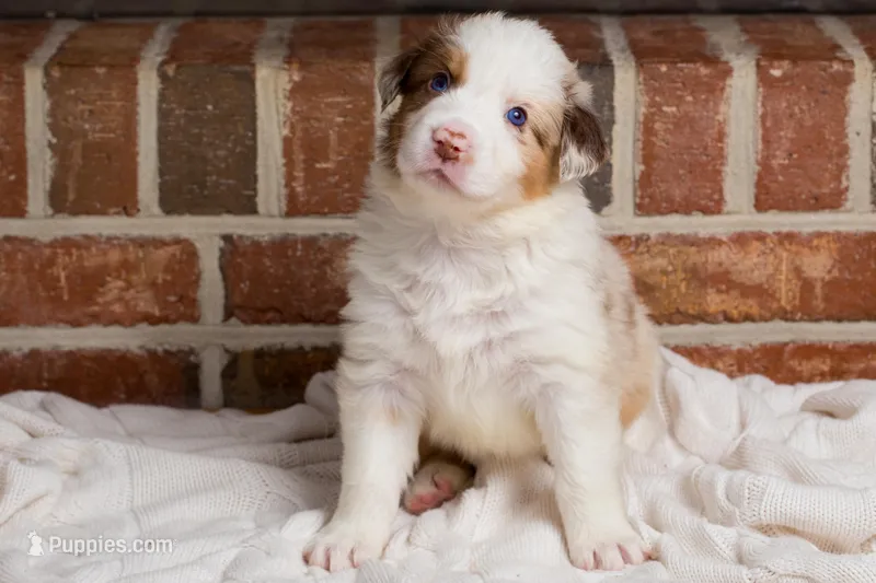 Rafiki – Australian Shepherd puppy for sale in Blythewood, SC
