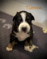 Timon, a male Australian Shepherd for sale in Blythewood, SC – Photo 1 of 10