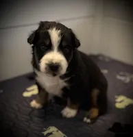 Timon, a male Australian Shepherd for sale in Blythewood, SC – Photo 5 of 10