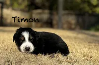 Timon, a male Australian Shepherd for sale in Blythewood, SC – Photo 7 of 10