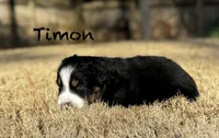 Timon, a male Australian Shepherd for sale in Blythewood, SC – Photo 6 of 10