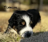 Timon, a male Australian Shepherd for sale in Blythewood, SC – Photo 4 of 10