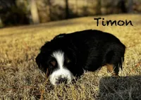Timon, a male Australian Shepherd for sale in Blythewood, SC – Photo 8 of 10