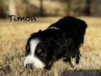 Timon, a male Australian Shepherd for sale in Blythewood, SC – Photo 10 of 10