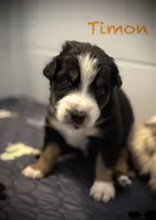 Timon, a male Australian Shepherd for sale in Blythewood, SC – Photo 3 of 10