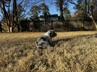 Pumbaa, a male Australian Shepherd for sale in Blythewood, SC – Photo 7 of 7