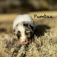 Pumbaa, a male Australian Shepherd for sale in Blythewood, SC – Photo 5 of 7