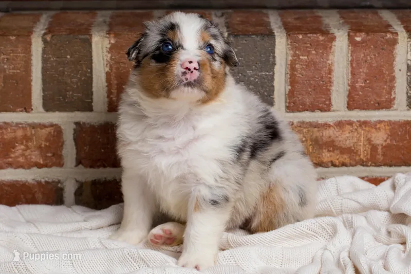 Pumbaa – Australian Shepherd puppy for sale in Blythewood, SC