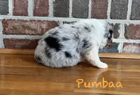 Pumbaa, a male Australian Shepherd for sale in Blythewood, SC – Photo 3 of 7