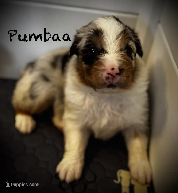 Pumbaa
