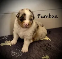 Pumbaa, a male Australian Shepherd for sale in Blythewood, SC – Photo 4 of 7