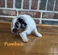 Pumbaa, a male Australian Shepherd for sale in Blythewood, SC – Photo 2 of 7