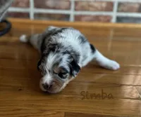 Simba, a male Australian Shepherd for sale in Blythewood, SC – Photo 3 of 10