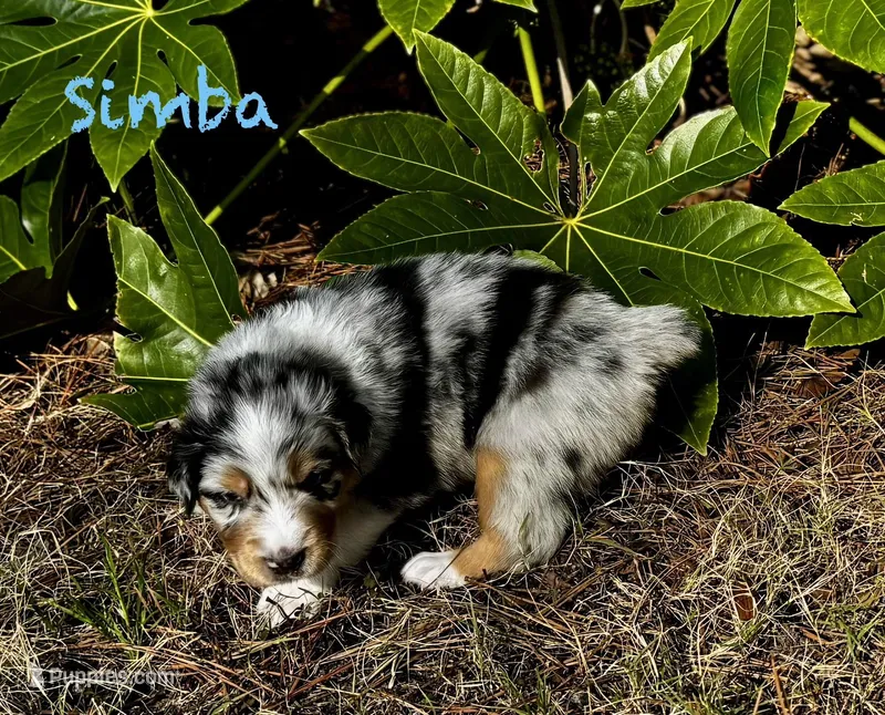 Simba