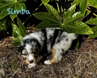 Simba, a male Australian Shepherd for sale in Blythewood, SC – Photo 1 of 10