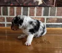 Simba, a male Australian Shepherd for sale in Blythewood, SC – Photo 2 of 10