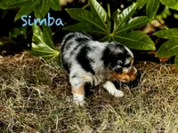 Simba, a male Australian Shepherd for sale in Blythewood, SC – Photo 7 of 10