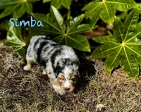 Simba, a male Australian Shepherd for sale in Blythewood, SC – Photo 8 of 10