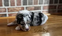 Simba, a male Australian Shepherd for sale in Blythewood, SC – Photo 4 of 10