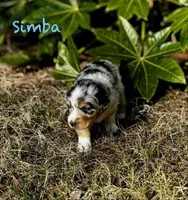 Simba, a male Australian Shepherd for sale in Blythewood, SC – Photo 10 of 10