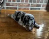 Simba, a male Australian Shepherd for sale in Blythewood, SC – Photo 5 of 10